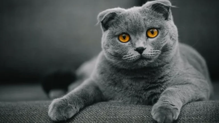 5 Fakta Kucing Scottish Fold yang Menarik Dicermati