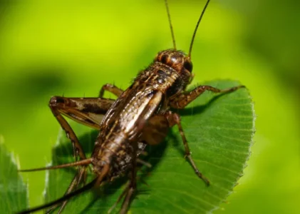 Fakta Unik Tentang Jangkrik: Serangga Kecil dengan Banyak Keunikan
