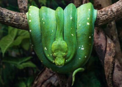 tiga fakta unik tentang ular
