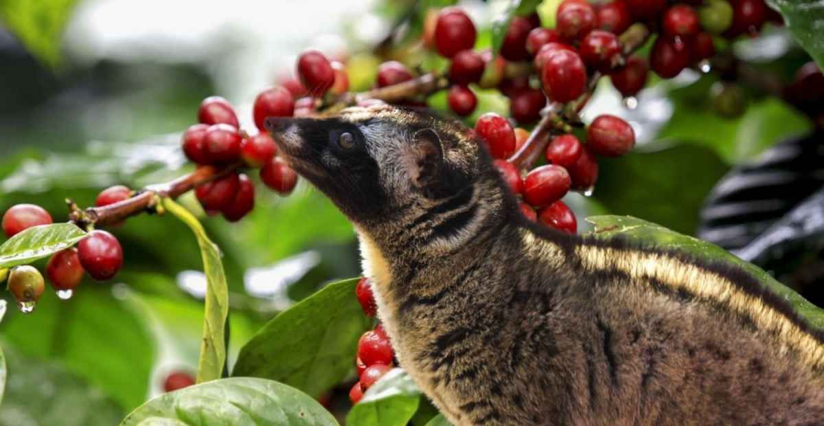 3 Fakta Menarik tentang Luwak: Hewan Unik di Balik Kopi Termahal