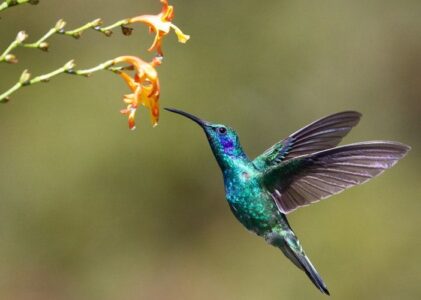 Fakta Unik tentang Burung Hummingbird: Pesona dan Keajaiban di Dunia Burung