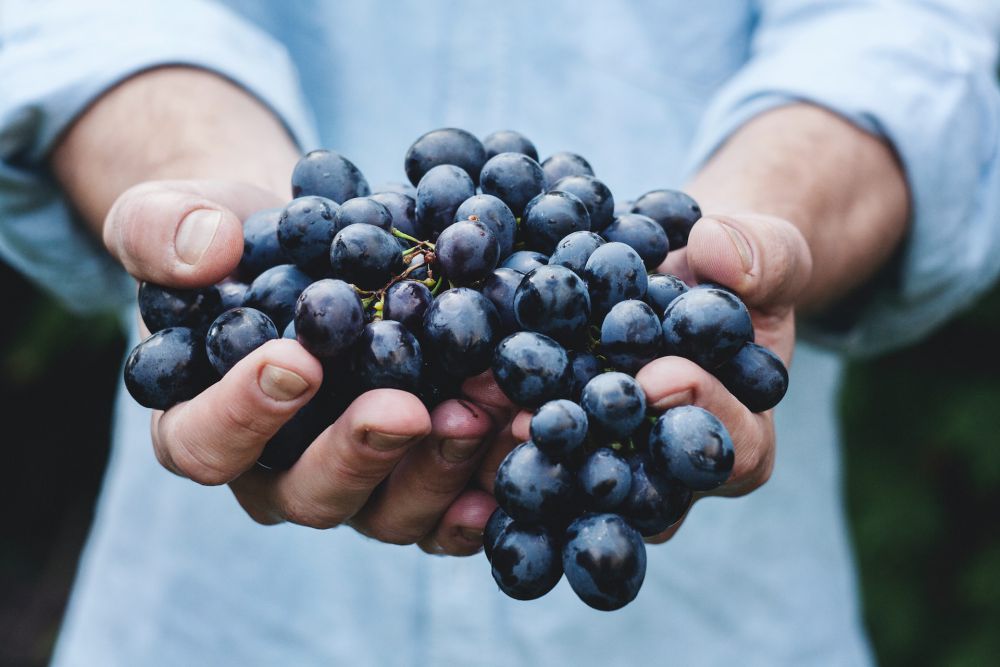 Fakta Unik Tentang Anggur: Buah Kecil dengan Manfaat Besar