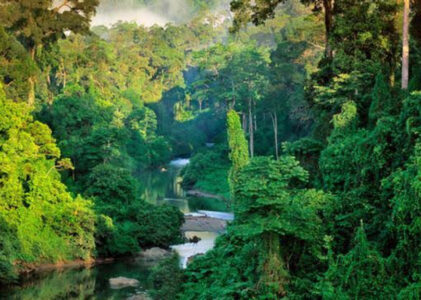 Fakta Unik tentang Hutan: Keajaiban Alam yang Menyimpan Kehidupan