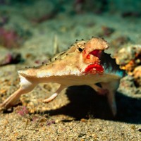 Fakta Menarik Ikan Kelelawar Galápagos, Memiliki Bibir Merah Menyala