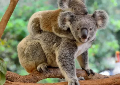 Fakta Unik tentang Koala Si Teman Kecil yang Lucu dari Australia