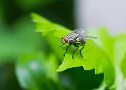 Fakta Unik tentang Lalat Insekta Kecil dengan Kemampuan Menakjubkan