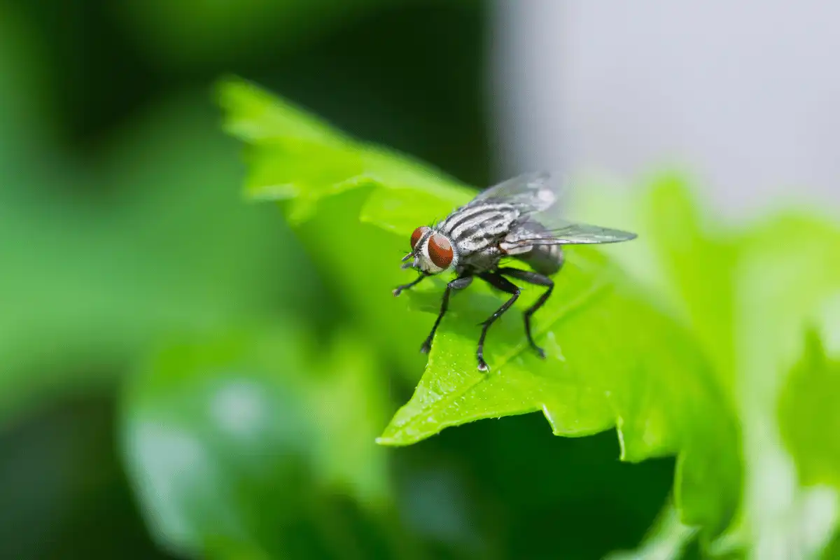 Fakta Unik tentang Lalat Insekta Kecil dengan Kemampuan Menakjubkan